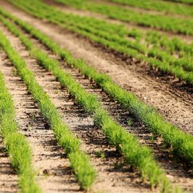 PRACA  SZKÓŁKA LEŚNA / SADZENIE LASU