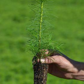 PRACA  SZKÓŁKA LEŚNA / SADZENIE LASU