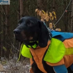 GOŃCZY POLSKI reproduktor, tropiciel, zaprasza rodowodowe suczki