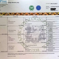 GOŃCZY POLSKI reproduktor, tropiciel, zaprasza rodowodowe suczki