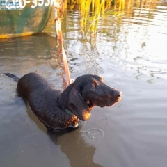 GOŃCZY POLSKI reproduktor, tropiciel, zaprasza rodowodowe suczki