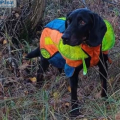 GOŃCZY POLSKI reproduktor, tropiciel, zaprasza rodowodowe suczki