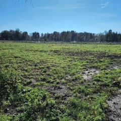 6 dużych działek rekreacyjnych 150 m od jeziora Roś, Pilchy