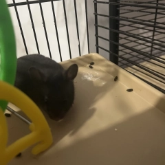 Oddam za koszt utrzymania chomiczki 