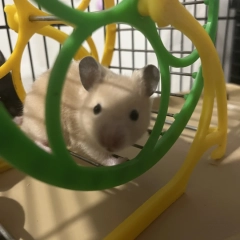 Oddam za koszt utrzymania chomiczki 