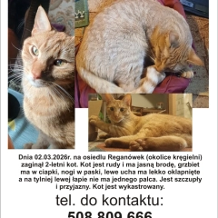 Zaginął kot