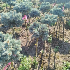 Szkółka drzew i krzewów 