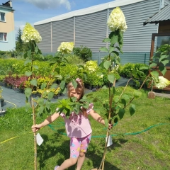 Szkółka drzew i krzewów 