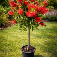 Szkółka drzew i krzewów 