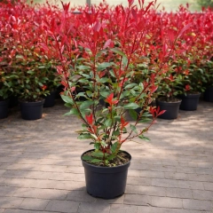 Szkółka drzew i krzewów 