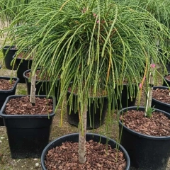 Szkółka drzew i krzewów 