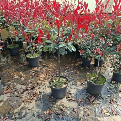 Szkółka drzew i krzewów 