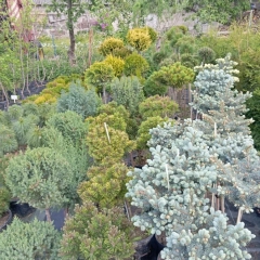 Szkółka drzew i krzewów 