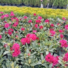 Szkółka drzew i krzewów 