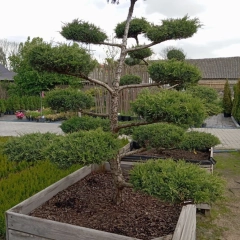 Szkółka drzew i krzewów 