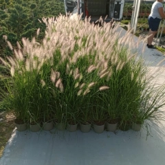 Szkółka drzew i krzewów 