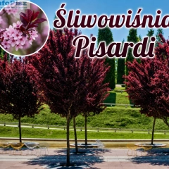 Szkółka drzew i krzewów 