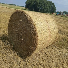 Bele słomy
