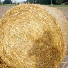 Bele słomy