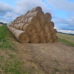 Bele słomy