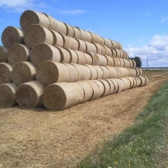 Bele słomy