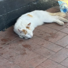 Opieka nad Pieskiem lub Kotkiem