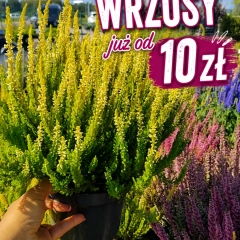 Szkółka drzew i krzewów 