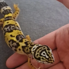 Gekon Lamparci + terarium