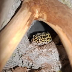 Gekon Lamparci + terarium