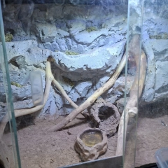 Gekon Lamparci + terarium