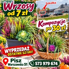 Wrzosy od 7 zł 