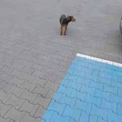 Znaleziono psa rasy Terier .