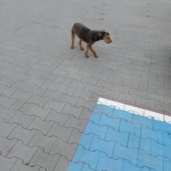 Znaleziono psa rasy Terier .