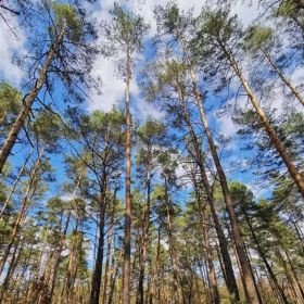Policjanci odnaleźli zaginionego 67-latka, który zabłądził w lesie