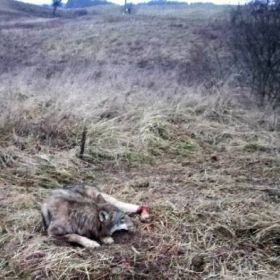 Dzielnicowi z Orzysza uratowali wilka