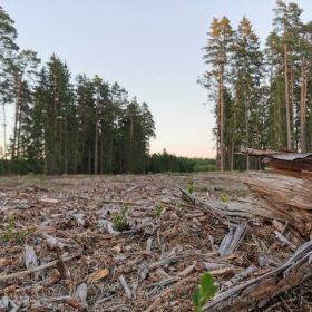 Każdy ma wpływ na to, jak wygląda nasze najbliższe otoczenie, również okoliczne lasy