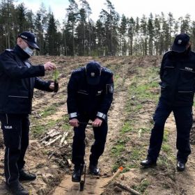 Policjanci sadzą świerki w lesie pod Orzyszem 