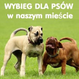 Zdecyduj, gdzie ma powstać wybieg dla psów.