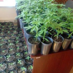Policjanci z Białej Piskiej znaleźli w lesie plantację marihuany.