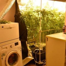 Plantacja marihuany w mieszkaniu 30-latka
